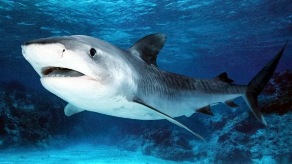 Daily Mail: в Сети назвали подделкой видео с нападением акулы на мальчика из Австралии