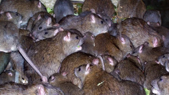 Франция страдает от нашествия крыс