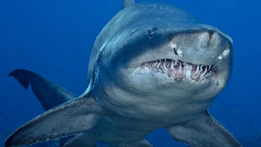 В Австралии девушка-подросток погибла от зубов акулы