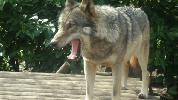 Sky News: мутировавшие чернобыльские волки приобрели устойчивость к раковым заболеваниям
