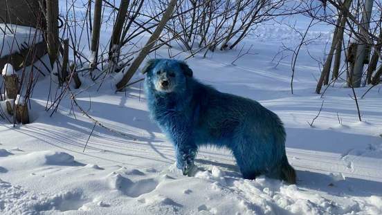 В Дзержинске на территории химзавода заметили синих собак