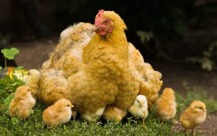 Закупочные цены на куриные яйца и мясо могут вырасти на 10%