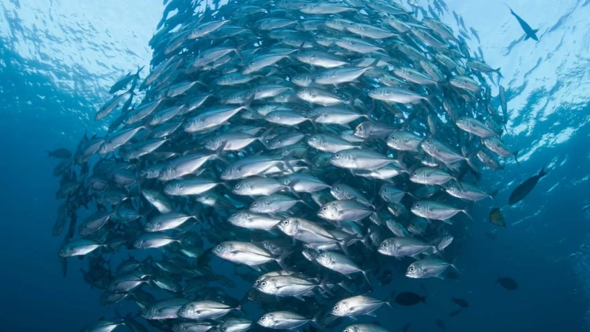 Биологи изучили орган, который удерживает рыб от столкновений в косяках