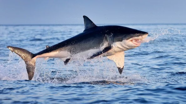 В США мальчик 12-ти лет поймал трехметровую акулу