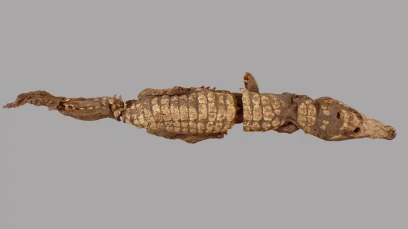 Найдена гробница с мумиями крокодилов