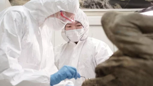 В вечной мерзлоте Сибири ученые нашли зомби-вирусы, грозящие пандемией