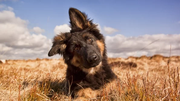 РИА Новости: Зоозащитники добиваются отмены закона об усыплении собак в Бурятии