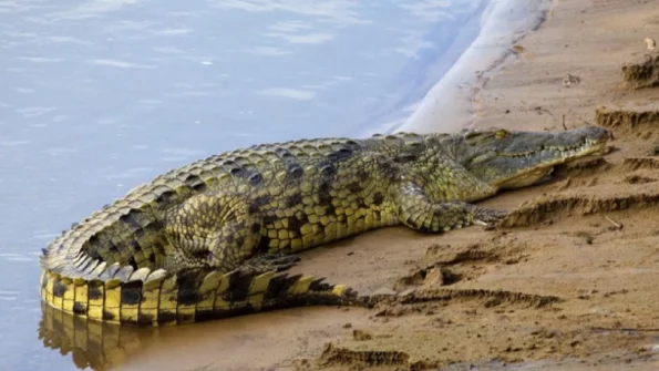 В ЮАР крокодилы растерзали пророка, молившегося у реки
