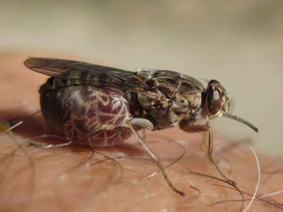 Жительница Перми с дочерью заразились редкой инфекцией после укуса мухи в Занзибаре