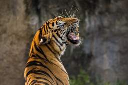 Охотники встретили амурского тигра и объяснили, как правильно себя вести