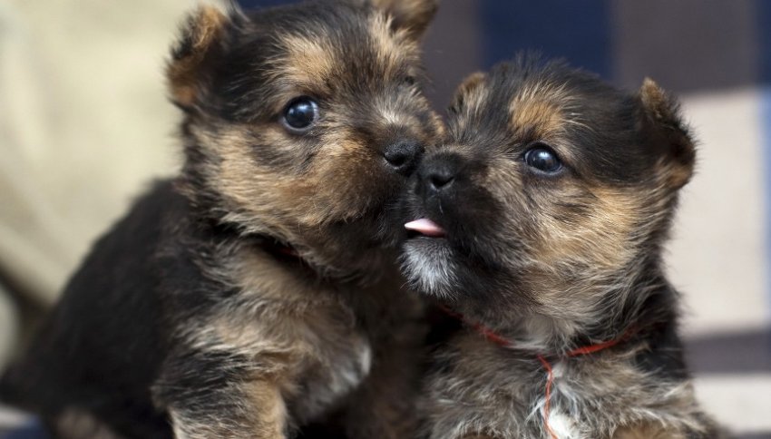 Южнокорейская биотехнологическая компания ToolGen клонировала собак из клеток кожи