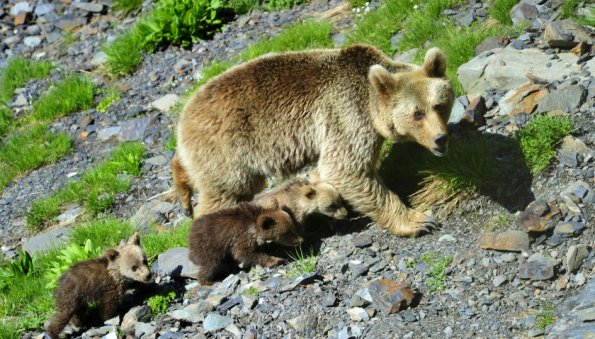 На посетителя национального парка в Сочи напал медведь