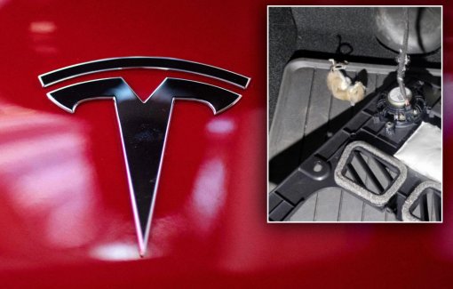 Грызуны портят Tesla из-за использования экологичных материалов