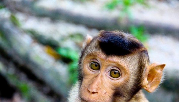 ВОЗ объявила вспышку оспы обезьян пандемией