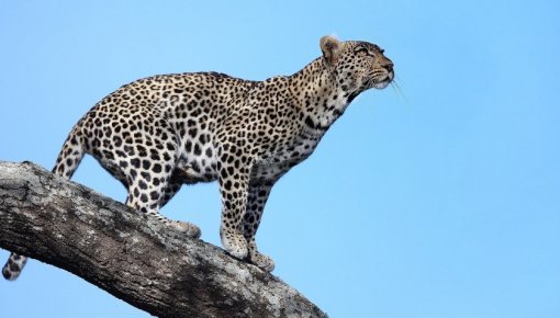 В Индии леопард врезался в велосипедиста, а затем скрылся в джунглях