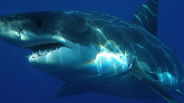 Эксперты рассказали, как избежать нападения акулы и отбиться от атакующего хищника