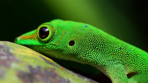 Ученые из Австралии открыли вид геккона с психоделическими глазами