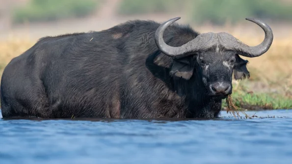Lenta.ru: Пожилой буйвол залез в кишащую крокодилами реку, чтобы спастись от львов