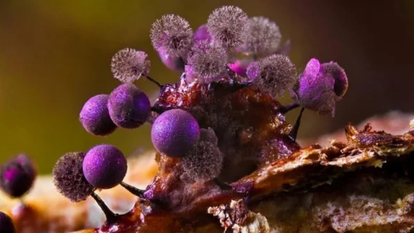 Зафиксирован первый случай заражения человека грибом — паразитом растений