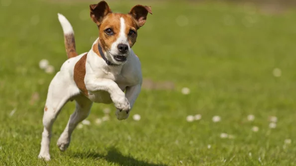 СПЧ внес в правительство идею учета собак для предотвращения нападений