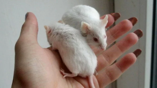 The Guardian: два самца лабораторных мышей дали потомство без участия самок