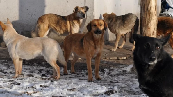 Двое детей в Воронежской области пострадали от зубов бездомных собак