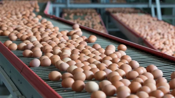 Росптицесоюз проинформировал о спаде производства куриных яиц в феврале на 7,5%