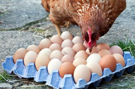 В России к маю подешевеют яйца и курятина