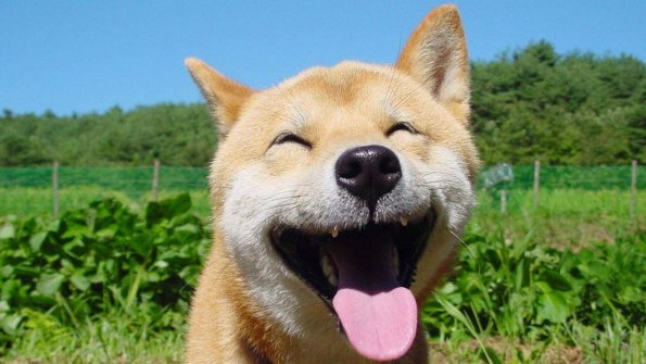 Учёные из США выяснили, что некоторые животные обладают возможностью смеяться