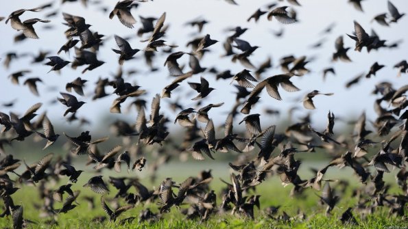 PNAS: Численность птиц на Земле более, чем в шесть раз превысила количество людей