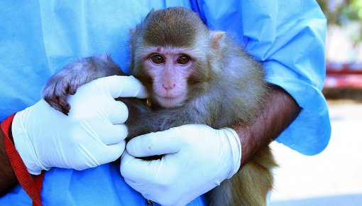 Минобороны России подозревает биолаборатории США в завозе оспы обезьян в Европу