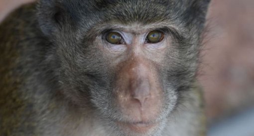 Вспышка оспы обезьян в Европе вызывает опасения у экспертов