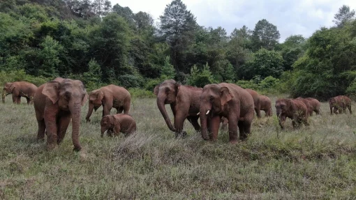 В Индии стадо диких слонов затоптало рабочего, его жену и дочь