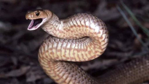 Ядовитая змея постучалась в дверь австралийки, чтобы спасти своего сородича