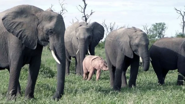Гид заметил редкого розового слонёнка в заповеднике