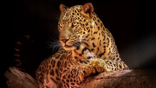 В Индии леопард похитил собаку из-под бока спящего мужчины и попал на видео