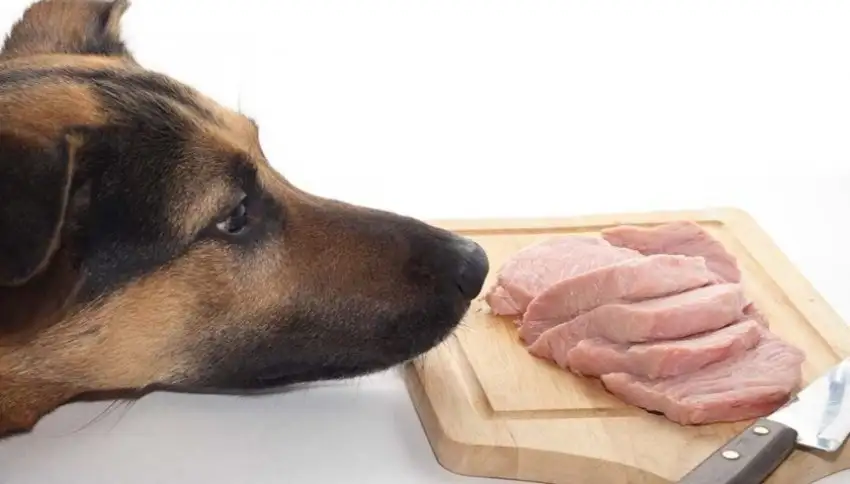 Президент РКФ Владимир Голубев назвал нежелательное в рационе собак мясо