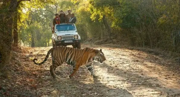 В Индии заплатят 400 тысяч рупий за смерть девочки от лап тигра