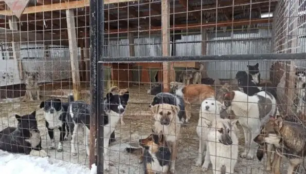 У приютских собак в Якутске нашли бруцеллез