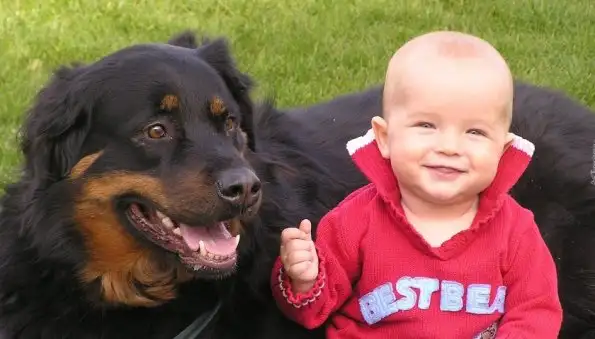 В Австралии пастушья собака и ротвейлер насмерть загрызли двухлетнего ребенка