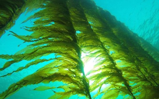 Ученые сообщили, что водоросли помогают справиться с эрозией