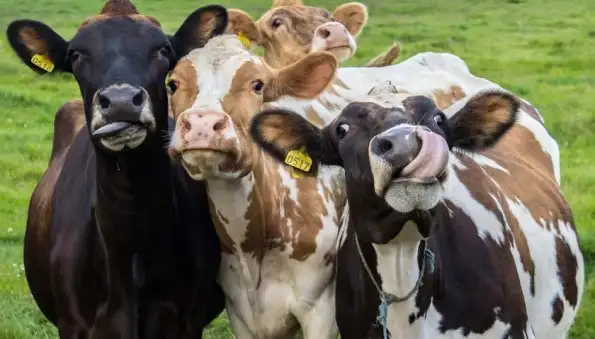 В Якутии состоялся конкурс красоты среди коров