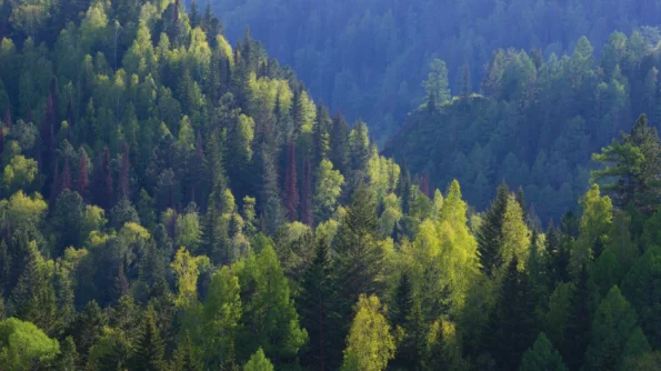В России выявлены "шагающие" из-за смещения магнитного полюса деревья
