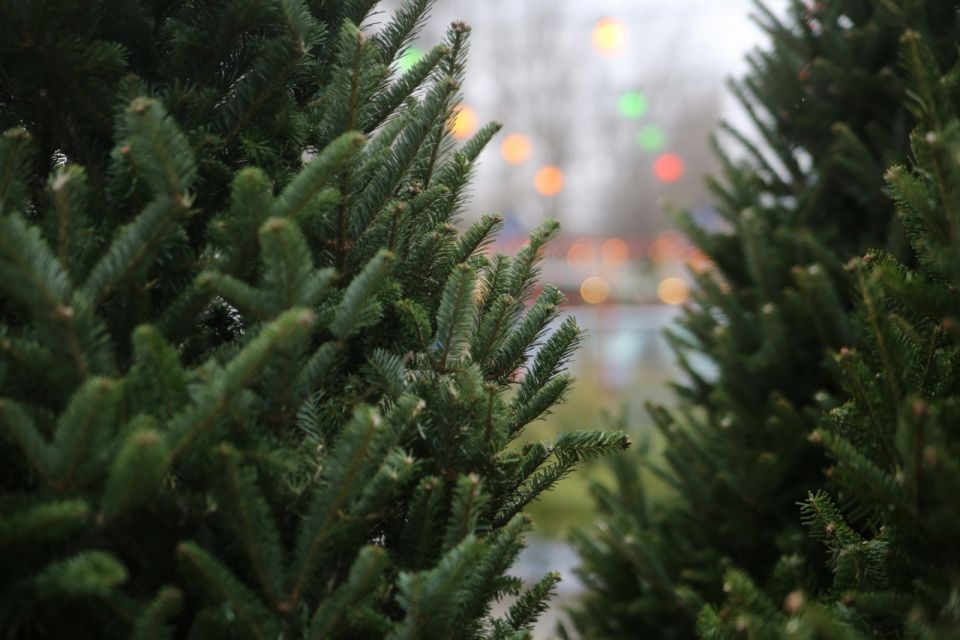 Первую партию из 2500 новогодних деревьев привезли в Новосибирск