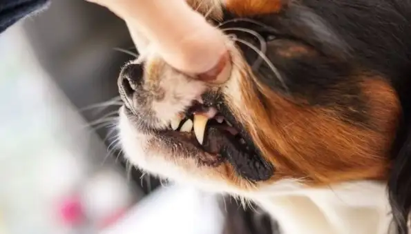 Женщина сделала себе тату молочных зубов своей собаки