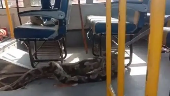 В Индии крупный питон, пообедав козленком, решил укрыться в школьном автобусе