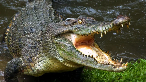 Австралиец рассказал о 30-минутной схватке с трёхметровым крокодилом