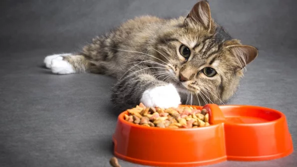 Японские учёные рекомендуют есть кошачий корм для профилактики болезней сердца
