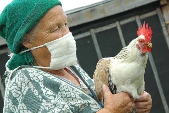 В России обнаружен птичий грипп, способный передаваться человеку