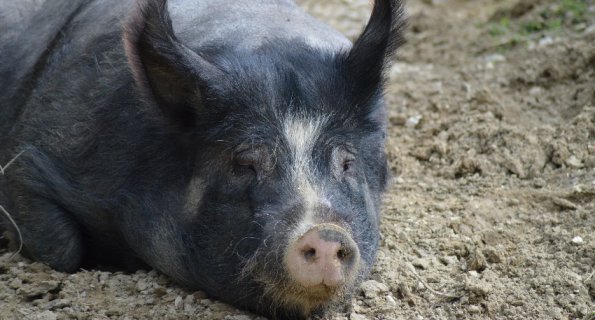 Свиная чума выявлена в Волгоградской области